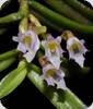 Schoenorchis pachyacris